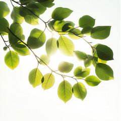 Obraz premium Sunlight Through Green Leaves Backlit Foliage Nature Photography