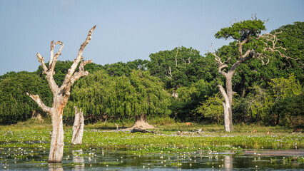 The landscape of Yala National Park in Sri Lanka