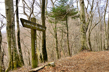 丹沢の甲相国境尾根　ブナ沢ノ頭山頂
