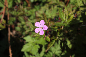 wild, pink flower in a field