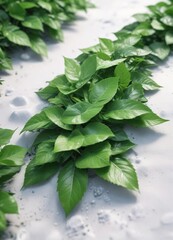 Pile of fresh bright green leaves on a snowy white ground , frost, snow