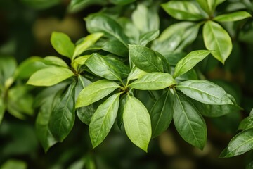Photographing the elegance Late spring images of Jiaogulan Gynostemma pentaphyllum foliage in the botanical garden