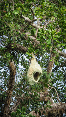 A bird seen in Yala National Park in Sri Lanka