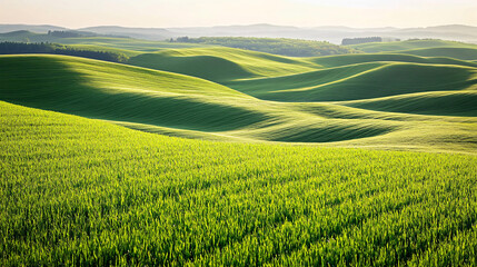 Obraz premium A serene landscape of rolling green hills covered in lush grass illuminated by soft sunlight under a pale blue sky 