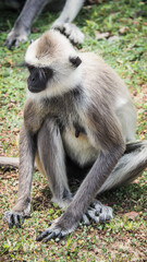 Monkeys in Yala National Park in Sri Lanka