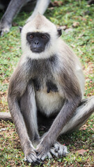 Monkeys in Yala National Park in Sri Lanka