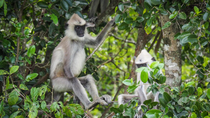 Monkeys in Yala National Park in Sri Lanka