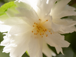 白い山茶花（サザンカ）