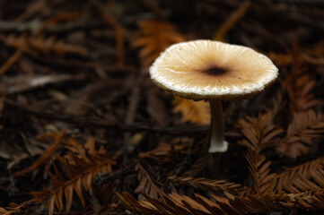 mushroom