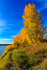 A tree with yellow leaves is in front of a body of water