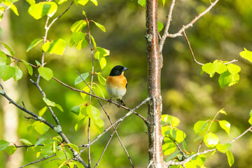 Colorful male Brambling perched on Birch with fresh green leaves during sunny summer evening in Riisitunturi National Park, Northern Finland	
