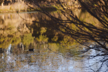 A peaceful scene with a bird and reflective water. The golden hues suggest a serene, natural setting captured at a tranquil time of day