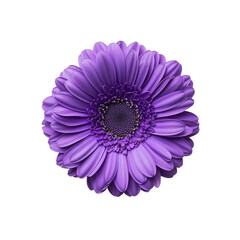 Vibrant Purple Gerbera Flower with Detailed Petals