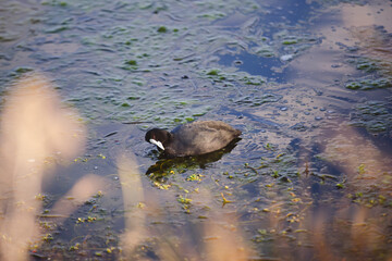 A black waterbird gracefully floats on a shallow pond filled with aquatic vegetation. The sunlight reflects off the water, highlighting the textures of the ripples and surrounding greenery