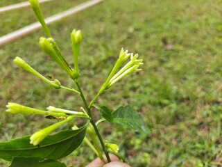 Night blooming jasmine flower. lts other names lady of the night flower, Cestrum nocturnum flower, night-blooming jessamine, night scented jessamine, night-scented cestrum and poisonberry flowers.