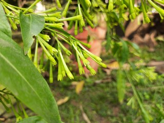 Night blooming jasmine flower. lts other names lady of the night flower, Cestrum nocturnum flower, night-blooming jessamine, night scented jessamine, night-scented cestrum and poisonberry flowers.