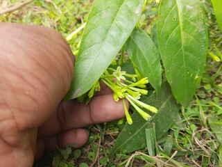 Night blooming jasmine flower. lts other names lady of the night flower, Cestrum nocturnum flower, night-blooming jessamine, night scented jessamine, night-scented cestrum and poisonberry flowers.