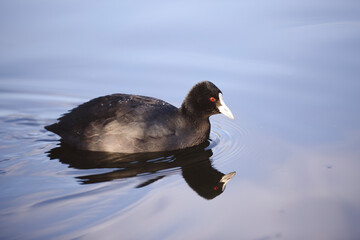A serene close-up of a Eurasian coot gracefully floating on calm water. The bird's reflection mirrors beautifully on the rippling surface, creating a tranquil and picturesque wildlife scene