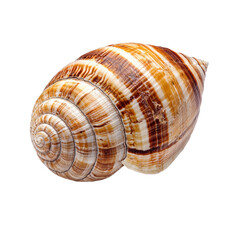 Obraz premium Striped Seashell with Spiral Texture Detail
