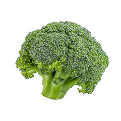 Fresh Vibrant Green Broccoli Head Isolated on White Background