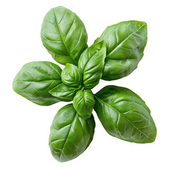 Obraz premium Fresh Green Basil Leaves with Visible Veins