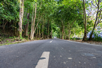 isolated tarmac road leading to lush green forests at morning from low angle