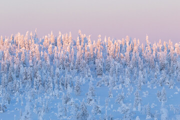 Tall snowy and frosty trees on a slope during a beautiful sunset in Riisitunturi National Park,...
