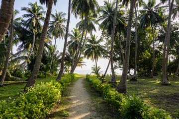 coconut farm land with leading walking trails at morning from flat angle