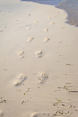 human footprints on white sandy beach at morning