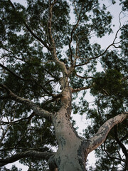 Tree trunk