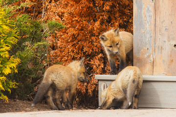 Fototapeta premium Red Fox Pups playing together 
