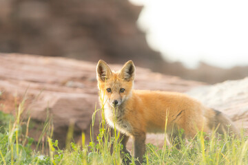 Closeup Young fox pup(s) playing in grass