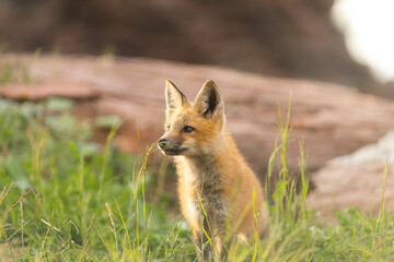 Closeup Young fox pup(s) playing in grass