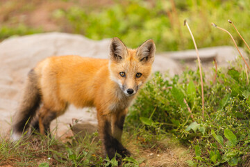 Closeup Young fox pup(s) playing in grass