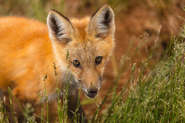 Closeup Young fox pup(s) playing in grass