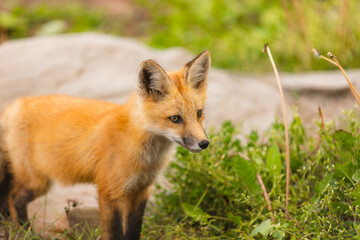 Closeup Young fox pup(s) playing in grass