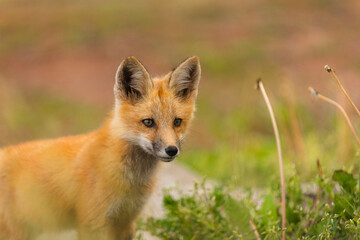 Closeup Young fox pup(s) playing in grass