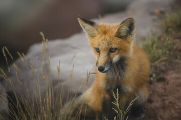 Closeup Young fox pup(s) playing in grass