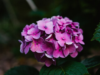 Pink hydrangea