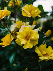 yellow flowers in the garden