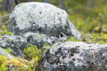 White wagtail standing on a boulder on a summer day in Salla National Park, Northern Finland
