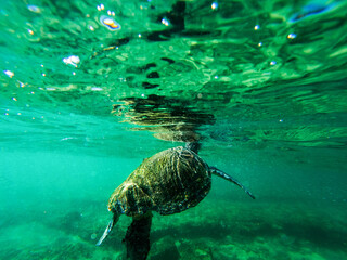 Obraz premium green sea turtle