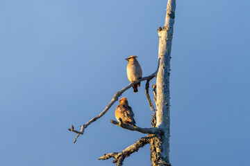 Two Bohemian waxwings perched on an old tree during a late summer evening in Salla National Park, Northern Finland	