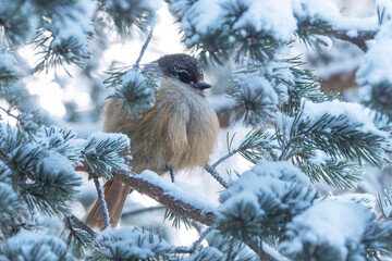 Closeup of a Siberian jay with frosty eyebrows perched in the middle of Pine branches on a cold morning near Kuusamo, Northern Finland	