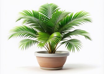 Obraz premium Isolated Palm Flower Potted Plant 3D Render Documentary Style