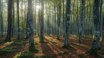 Obraz premium Sunlight streams through a beech forest, casting long shadows on the mossy forest floor.