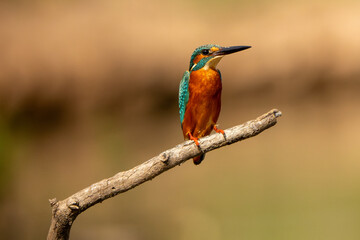 Common kingfisher stand in the rain forest