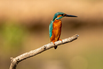 Common kingfisher stand in the rain forest