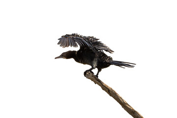 Little Cormorant standing on dry branches
