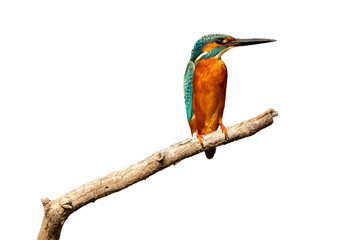 Common kingfisher stand in the rain forest